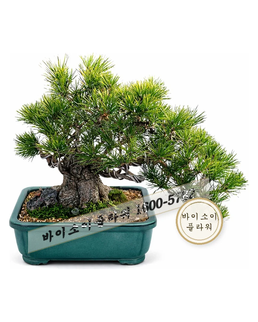 분재