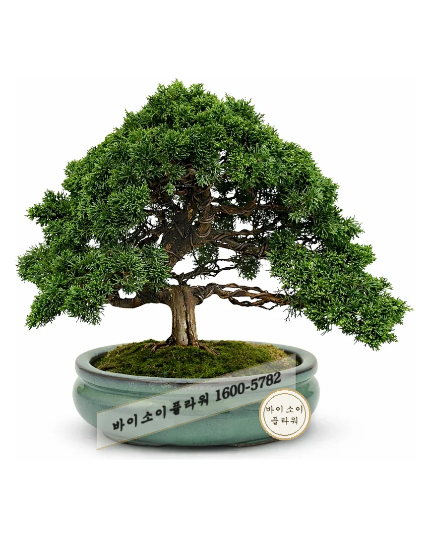 분재 소품