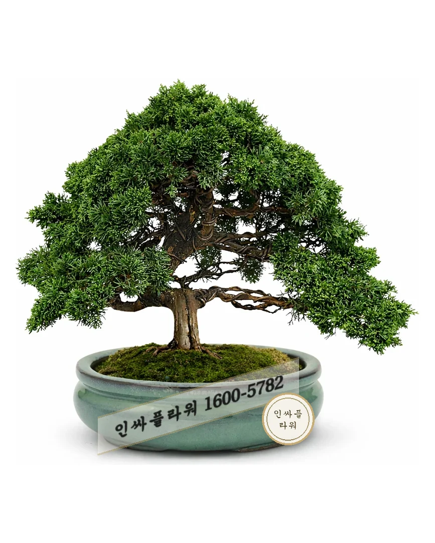 분재 소품