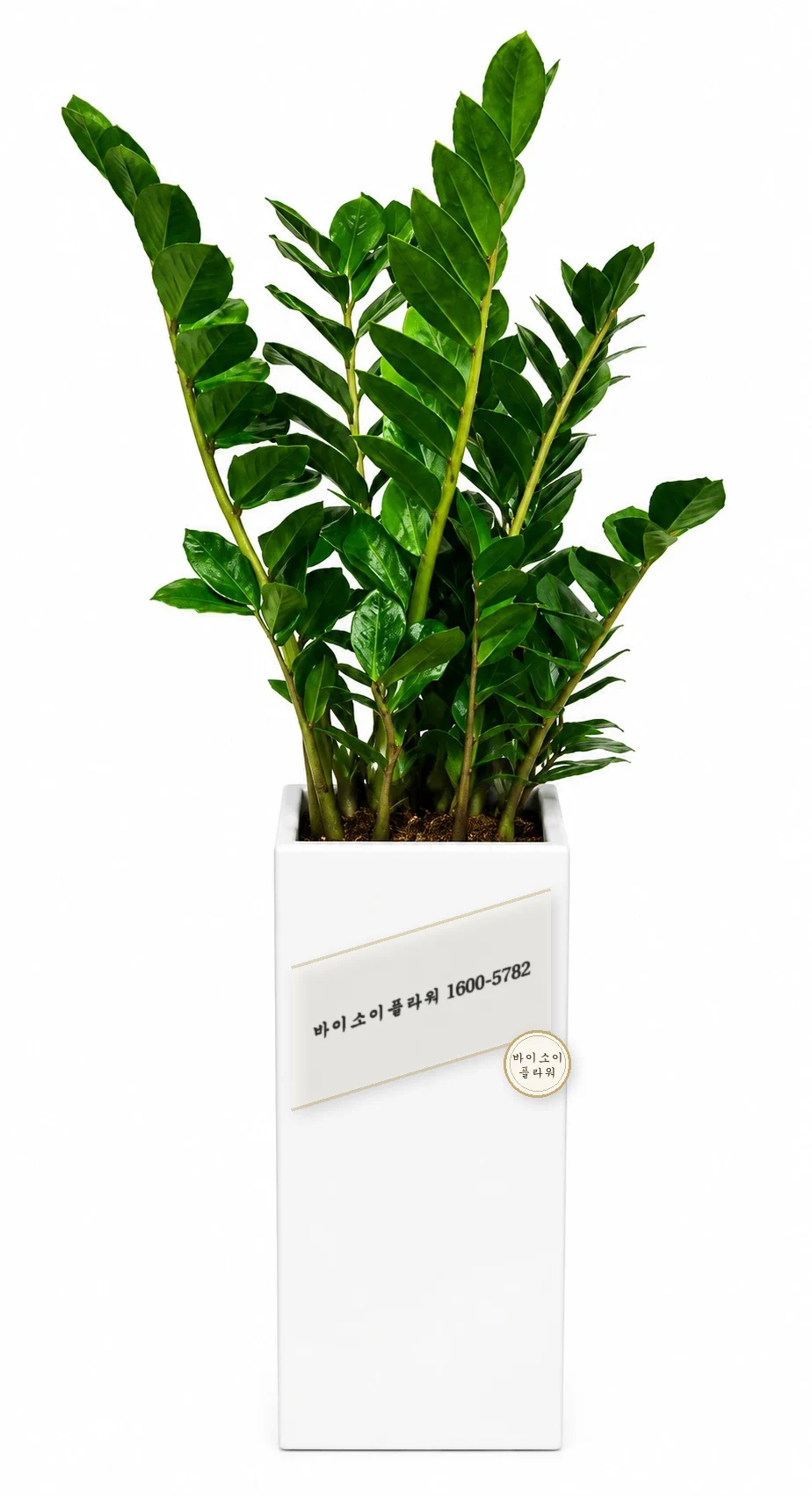 금전수
