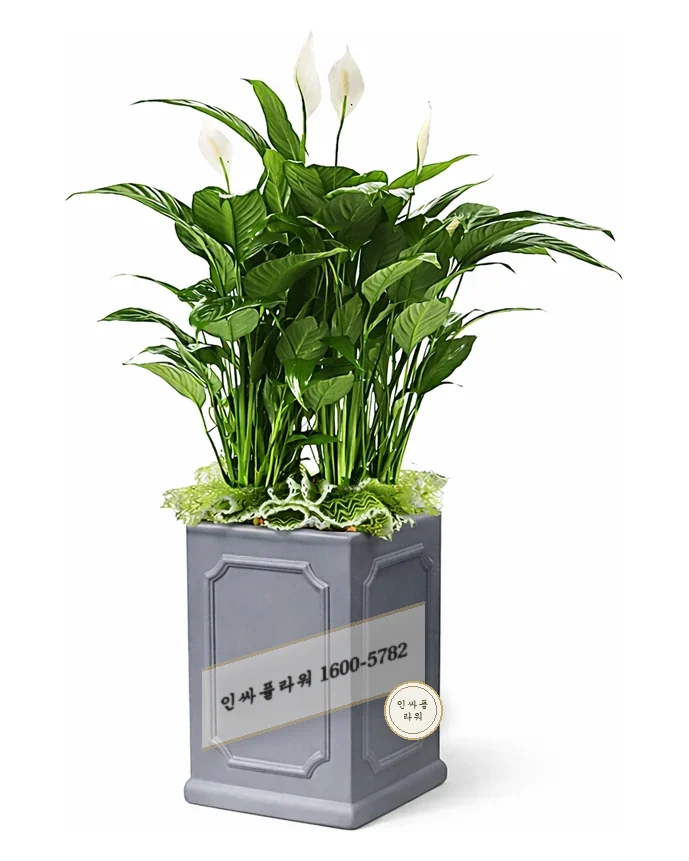 스파티필럼