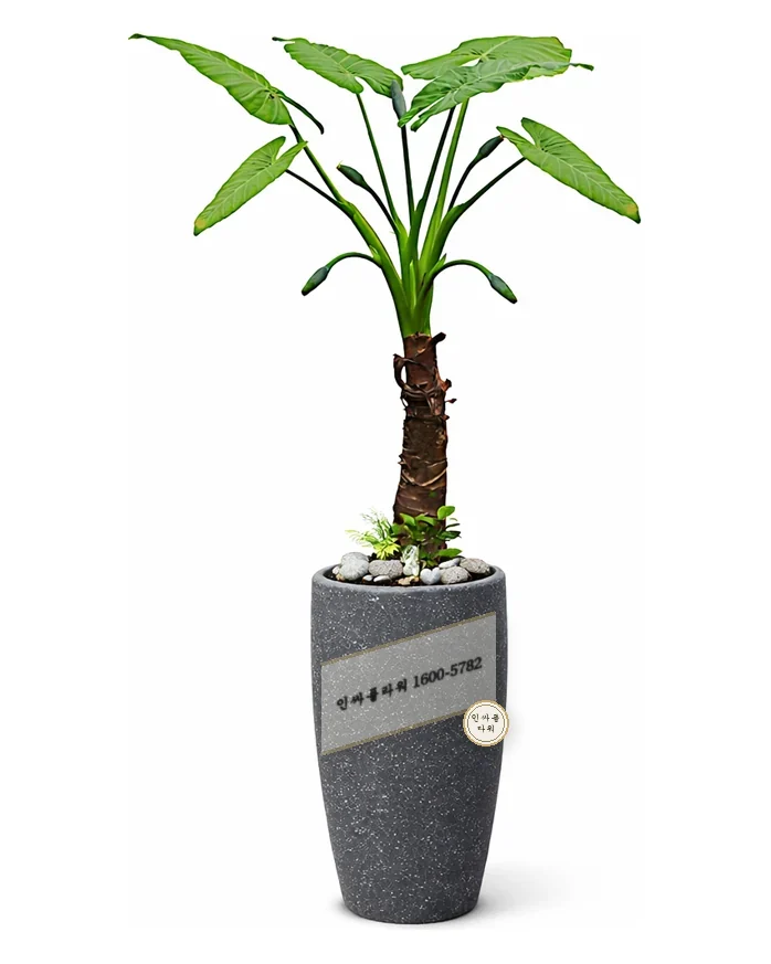 여인초