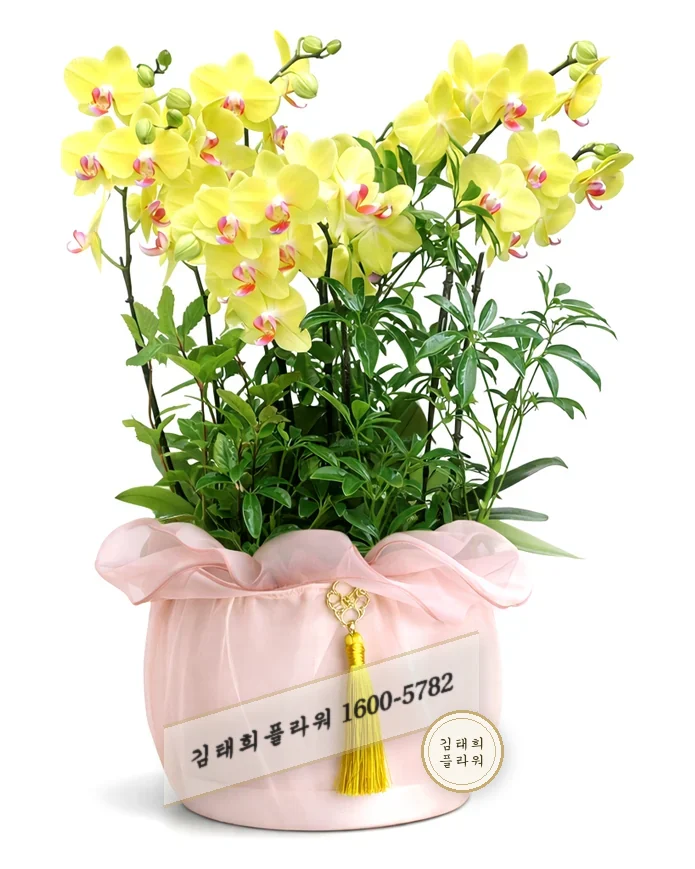서양란 덴드로비움